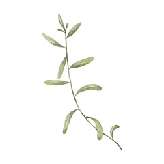 Illustration of an isolated plant