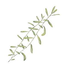 Illustration of an isolated plant