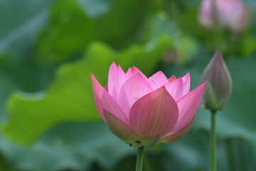 立田村のピンクの蓮の花