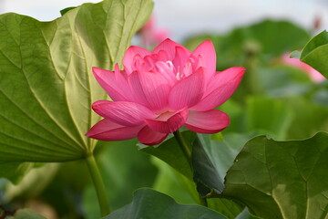 立田村のピンクの蓮の花