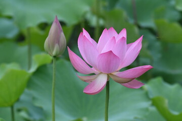 立田村のピンクの蓮の花