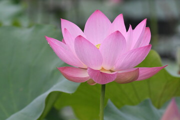 Obraz premium 立田村のピンクの蓮の花