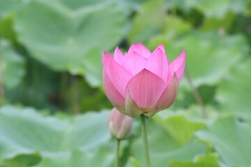 立田村のピンクの蓮の花
