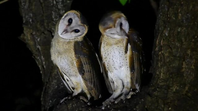 Barn Owl, Tyto alba, Thailand, two individuals perched in between spitting branches of a tree during the night, one rotates its head for an evening calisthenics, the other one on the right preens.