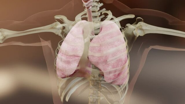 Human Respiratory System Lungs Anatomy Animation Concept. visible lung, pulmonary ventilation, Realistic high quality 3d medical animation