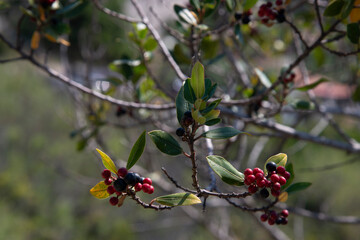 natura