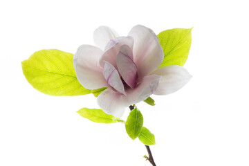 one pink flower on a branch of blooming magnolia close up