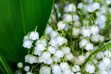 Close-up of many lily of the valley flowers. Photo taken in artificial, soft light. - obrazy, fototapety, plakaty