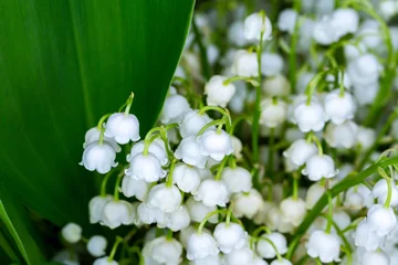 Türaufkleber Close-up of many lily of the valley flowers. Photo taken in artificial, soft light. © Fotoforce