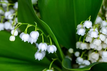  Close-up of many lily of the valley flowers. Photo taken in artificial, soft light. © Fotoforce