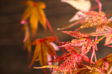 花瓶に入れた水滴の付いた紅葉