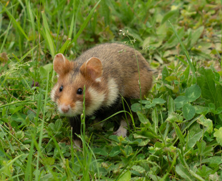 Feldhamster in freier Wildbahn