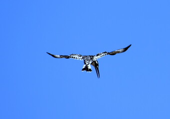 Pied Kingfisher