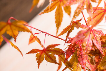 花瓶に入れた水滴の付いた紅葉