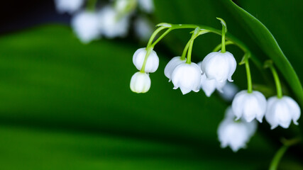 Close-up of many lily of the valley flowers. Photo taken in artificial, soft light.