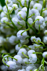 Close-up of many lily of the valley flowers. Photo taken in artificial, soft light.