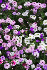 色とりどりのバーベナ