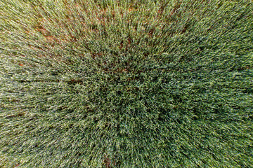 green wheat ears, view from above, rural background