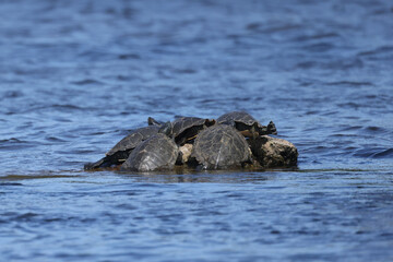 Northern Map Turtles, single and in a group, on a rocky shoreline on a river on a bright summer day

