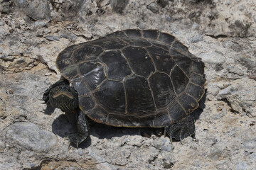 Northern Map Turtles, single and in a group, on a rocky shoreline on a river on a bright summer day
