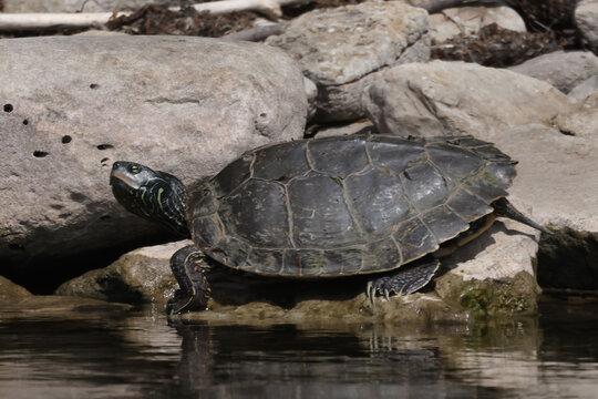 Northern Map Turtles, single and in a group, on a rocky shoreline on a river on a bright summer day
