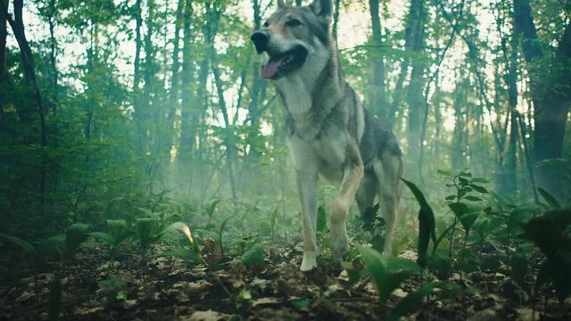 Wild animal wolf in the cape landscape. Slow-motion video of a dangerous wolf running through the streets of the city among the houses.