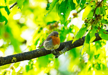 European robin sits on the branch of a cherry tree. European songbird. Little bird with a red breast.