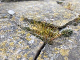 Green moss growing through stones