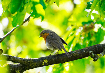 European robin sits on the branch of a cherry tree. European songbird. Little bird with a red breast.