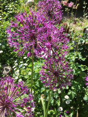 Obraz premium Blooming leeks in the sun