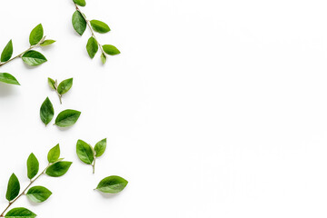 Obraz premium Layout of green leaf and branches isolated on white. Overhead view