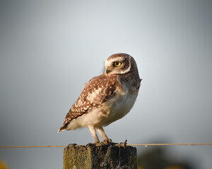 horned owl