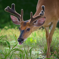 Fototapety  A handsome deer buck with amazing antlers is feeding on green grasses