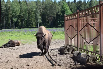 Rolgordijnen american bison in the kennel pen © tanzelya888