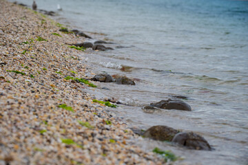 A view of the beach with many  mating pairs of Horseshoe crabs   