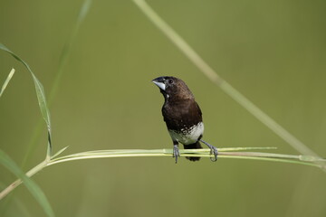 White bellied munia (Lonchura leucogastra) on a grass
