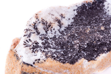macro mineral stone dendrite manganese oxides on a white background