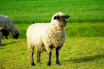 Sheep on a green meadow. Grazing animal with light wool.