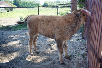 Obraz premium american bison calf in the kennel pen