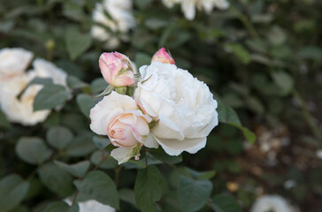 White roses blooming in the park. Closeup view of Rosa Winchester Cathedral light pink flower buds and flowers of white petals, blossoming in the garden.