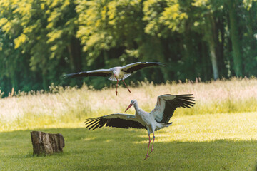 A couple of white stork landing