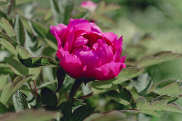 pink pion bud in garden
