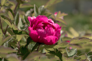 pink pion bud in garden