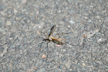 Midge is sitting on the asphalt. Close up of the insect on a gray background. Tipulidae. Mosquito. Gnat.