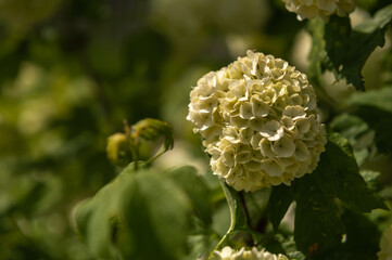 flowers in the garden 
viburnum buldenezh