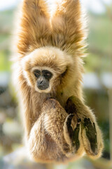 Close up look of a white ape