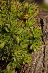 close up of a plant in the garden rejuvenated