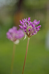 onion flower