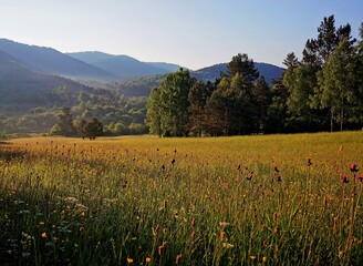 Wild flower meadow in a mountain valley. Beskid Niski, Poland. - obrazy, fototapety, plakaty
