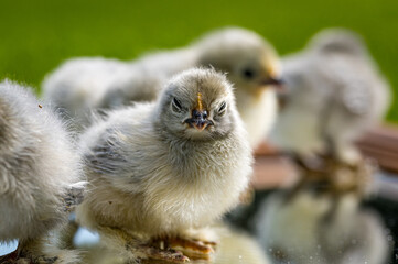 2 day old Lavender Pekin Bantam chickens